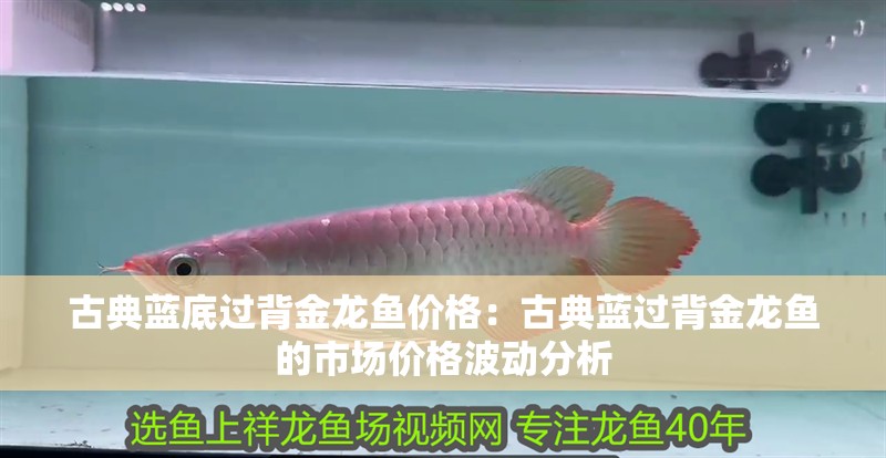 古典藍(lán)底過(guò)背金龍魚價(jià)格：古典藍(lán)過(guò)背金龍魚的市場(chǎng)價(jià)格波動(dòng)分析